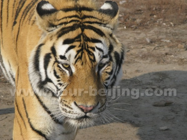 Siberian Tiger Park Harbin